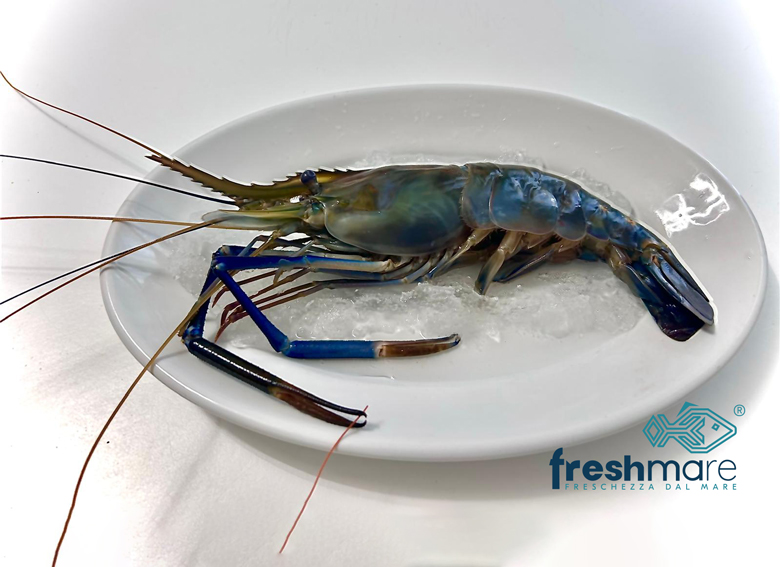 Gambero gigante d’acqua dolce (Macrobrachium rosenbergii) fresco su piatto con ghiaccio, selezionato da Freshmare