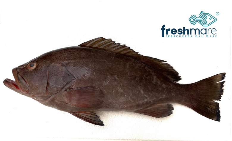 Cernia grigia (Epinephelus malabaricus) fresca intera, selezionata da Freshmare per qualità e gusto autentico