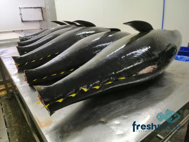 Tonno pinna gialla (Thunnus albacares) intero lavorato e pronto per la distribuzione, selezionato da Freshmare